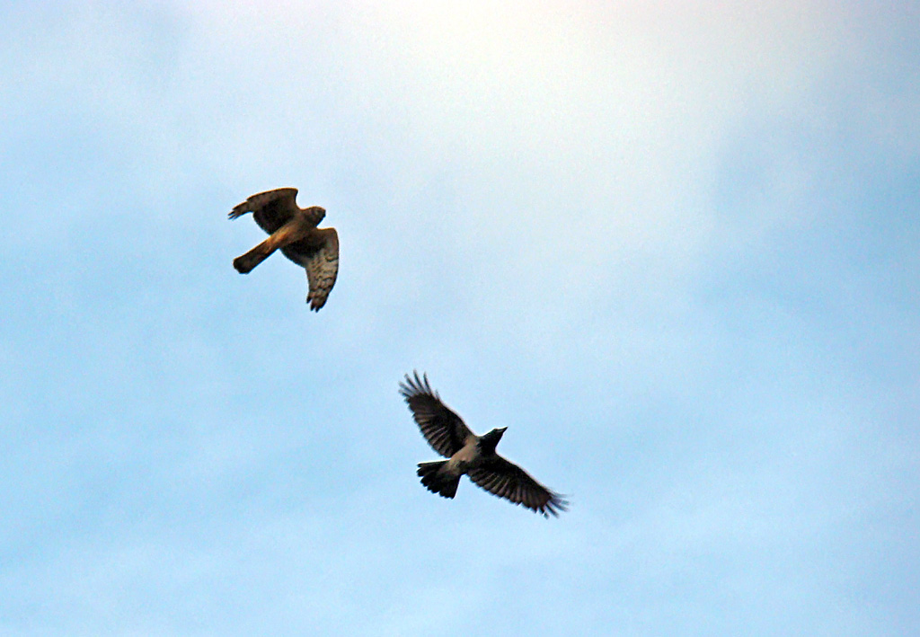 Identificazione rapace